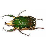 MECYNORRHINA POLYPHEMUS CONFLUENS